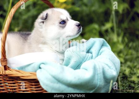 Süße Siberian Husky Welpen mit blauen Augen in den Korb Stockfoto