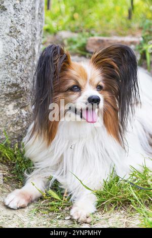 Porträt einer Papillon purebreed Hund sitzen auf dem Gras Stockfoto