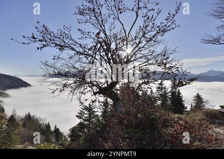 Ein Laubbaum steht in den Bergen über dem herbstlichen Nebelmeer, Morgensonne, Hochstaufen, Chiemgauer Alpen, Oberbayern, Bayern, Deutschland, Euro Stockfoto