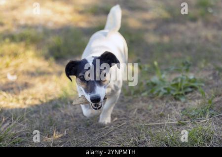 Nahaufnahme eines süßen Hundeschwingen-russell-Terriers, der im Park im Freien spielt und läuft Stockfoto