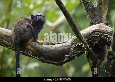 Tamarin mit goldenen Händen. Tamarin Saguinus midas sitzt auf einem Ast. Wildes Tier Stockfoto