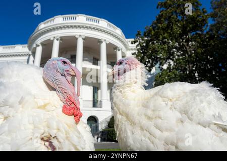 Washington, Usa. November 2024. Die National Thanksgiving Truthühner namens „Peach“ und „Blossom“ posieren zusammen vor der traditionellen Begnadigungszeremonie auf dem South Lawn des Weißen Hauses am 25. November 2024 in Washington, DC. Die Truthühner werden ihr Leben in Farmamerica, einem landwirtschaftlichen Zentrum in der Nähe von Waseca im Süden von Minnesota, verbringen. Quelle: Oliver Contreras/White House Photo/Alamy Live News Stockfoto