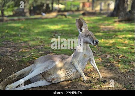 Westaustralisches Riesenkänguru liegt auf dem Boden und entspannt Stockfoto