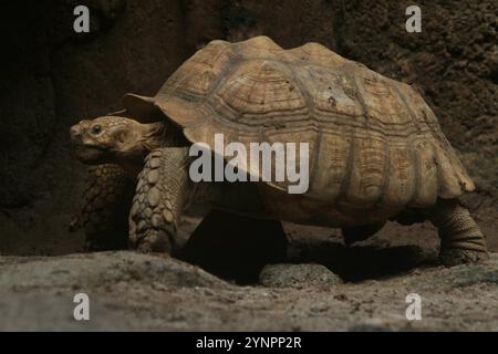 Eine Sulcata-Schildkröte, die morgens auf dem Sandboden krabbelt Stockfoto