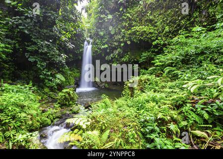 Der Emerald Pool ist einer der beliebtesten Orte auf der karibischen Insel Dominica und ein Reiseziel für viele Touristen Stockfoto