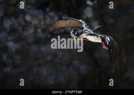 Ein kaiserlicher Kormoran, Phalacrocorax Atriceps, der Gras für den Nestbau auf New Island, Falklandinseln, trägt. Stockfoto