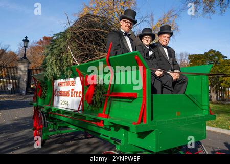 Washington, Usa. November 2024. Der White House Christmas Tree kommt mit einem Pferdewagen während der jährlichen Zeremonie am 25. November 2024 im North Portico of the White House in Washington, DC. Die 20 Fuß lange Frasertanne stammt von Cartner's Christmas Tree Farm in den Bergen von North Carolina. Quelle: Oliver Contreras/White House Photo/Alamy Live News Stockfoto