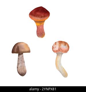 Set von Speisepilzen. Aquarell Waldpilze Birkenboletus, Butterpilz und Honigpilz. Handgezeichnet für Ihr Design Stockfoto