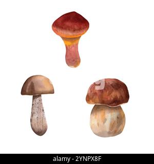 Set von Speisepilzen. Waldpilze in Aquarellen, Birkenbolete, Steinpilze und Butterpilze. Handgezeichnet für Ihr Design Stockfoto