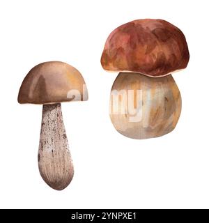 Set von Speisepilzen. Aquarellpilze, Waldpilze, Boletus und Steinpilze. Handgezeichnete Zeichnungen für Ihre Konstruktion Stockfoto