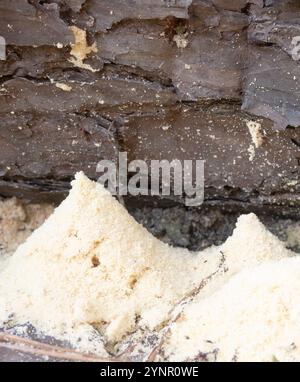 Nahaufnahme mehrerer Sägespäne, die von Zimmerameisen entstanden sind, die sich in einen toten Kiefernstamm graben. Fotografiert mit geringer Schärfentiefe. Stockfoto