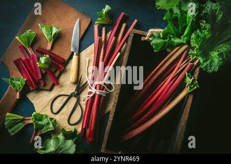 Schöne, frisch gepflückte rote Rhabarber-Stiele, die mit Schnur gebunden sind und in einer Holzkiste mit Schere und Messer liegen Stockfoto