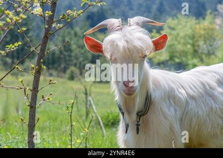 Nahaufnahme einer weißen Ziege mit geschwungenen Hörnern, die an einem sonnigen Tag auf einer üppigen grünen Wiese steht. Stockfoto