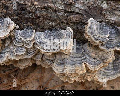 Graue und weißliche Klammer oder putenschwanzpilz auf einem toten Baumstamm in einem Wald in Texas. Fotografiert mit geringer Schärfentiefe. Stockfoto
