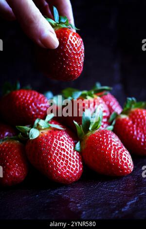 Frische rote Erdbeeren Großaufnahme auf dunklem Hintergrund mit weiblicher Hand. Stockfoto