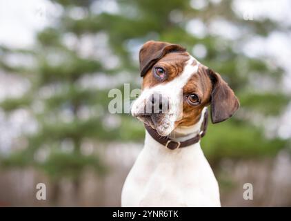 Ein gebürsteter und weißer Beagle x Terrier Mischhund, der mit einer Kopfneigung zuhört Stockfoto