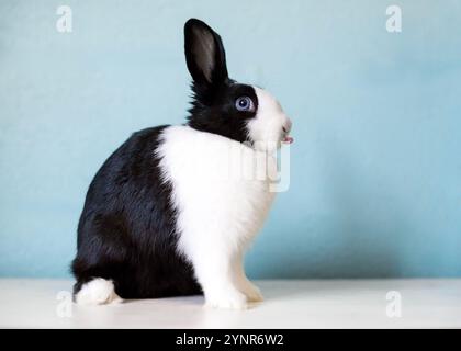 Ein schwarz-weißes Kaninchen mit blauen Augen, die die Zunge herausragen Stockfoto