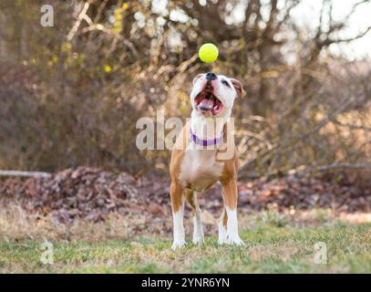 Ein brauner und weißer Pit Bull Terrier Mischhund öffnet seinen Mund, um einen Ball zu fangen Stockfoto