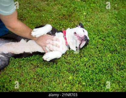 Ein Pit Bull Terrier Mischhund liegt auf seinem Rücken im Gras, während eine Person ihn streichelt und sich den Bauch reibt Stockfoto