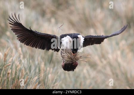 Kaiserlicher Kormoran, Phalacrocorax Atriceps, mit Gras für den Nestbau auf der New Island auf den Falklandinseln. Stockfoto