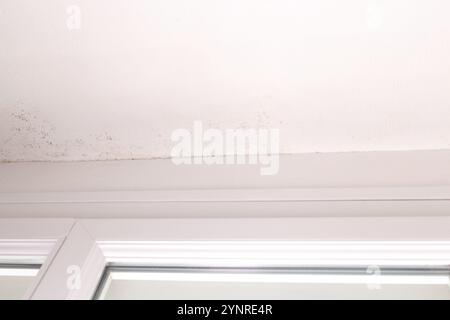 Decke in der Nähe des Fensterrahmens mit Schimmelflecken und Feuchtigkeitsschäden auf weiß strukturierter Oberfläche, Problem mit der Innenraumluftqualität, Konzept zur Bewusstseinsbildung und Vorbeugung Stockfoto