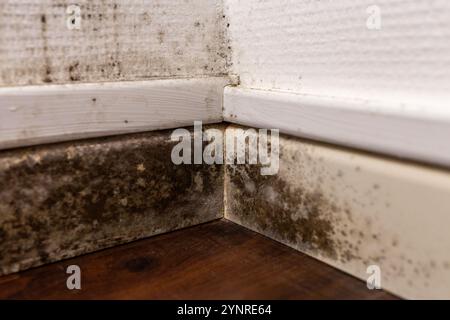 Nahaufnahme des Schimmelbildes im Innenbereich mit schwarzem Schimmel auf der Wandplatte und strukturierter Tapete in der Ecke. Feuchtigkeits- und Hygienefachkonzept für Gesundheitsawa Stockfoto