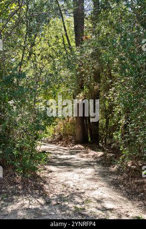 Waldweg Wanderweg durch Baumdickicht im Freien Tageslicht. Stockfoto