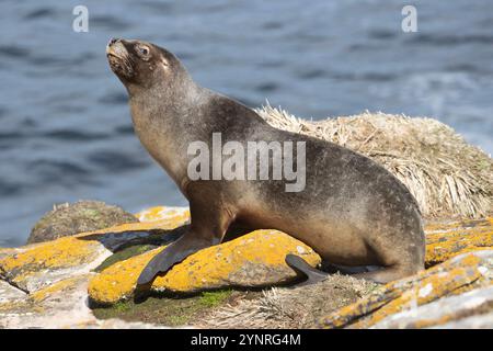 Weibliche Südliche Seelöwe, Otaria flavescens, auf der Neuinsel der Falklandinseln. Stockfoto