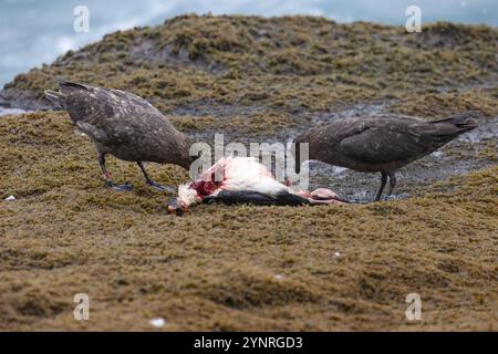 Zwei Brown Skua, Stercorarius antarcticus, ernähren sich von einem schlanken Billed Prion auf New Island auf den Falklandinseln. Stockfoto