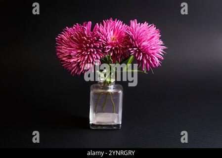 Blumenstrauß rosa Chrysantheme auf schwarzer Hintergrundstruktur von Aquarellpapier in quadratischer Glasvase Stockfoto