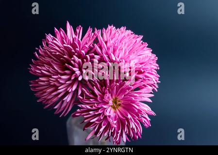 Blumenstrauß rosa Chrysantheme auf schwarzer Hintergrundstruktur von Aquarellpapier in quadratischer Glasvase Stockfoto
