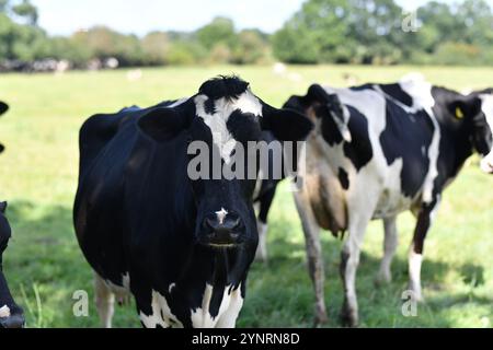 Weidekühe. Kühe auf dem Feld. Kuhherde auf grüner Weide. Landschaft und Weide für Kühe. Kuhherde auf dem Land. Kühe auf Ackerland Stockfoto