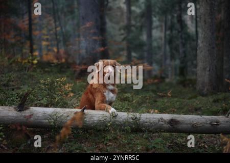 Ein Nova Scotia Duck Tolling Retriever liegt auf einem moosigen, gefallenen Baumstamm inmitten der lebhaften Farben eines Herbstwaldes. Die ruhige Haltung des Hundes fügt sich nahtlos zusammen Stockfoto