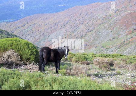 Pottoka Schwarzes Wildpferd mit weißem Fleck im Gesicht auf dem Berg Gredos im Herbst in horizontaler Richtung Stockfoto