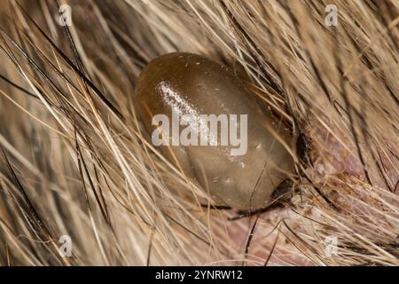 Engorged Female Blacklegged Tick - Ixodes scapularis Stockfoto