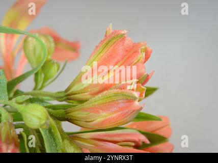 Blütenblätter von rosa Alstroemeria-Knospen mit Wassertröpfchen, selektiver Fokus, auf grauem Hintergrund im horizontalen Format Stockfoto