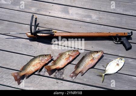 Indonesien Anambas Inseln - Speergewehr mit Schuss Fisch Stockfoto