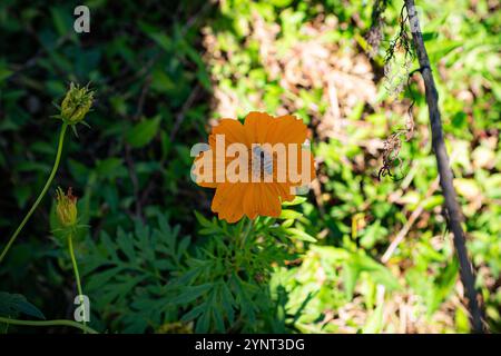 Honigbiene sammelt Pollen auf einer gelben Kosmosblume. Stockfoto