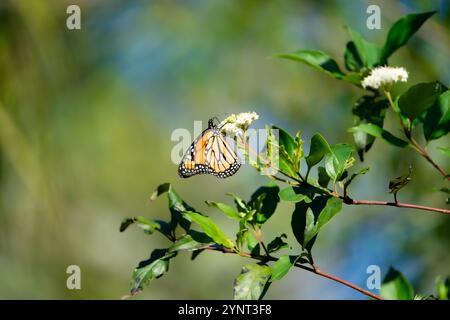 Monarch-Schmetterling ruht auf einer Blume. Stockfoto