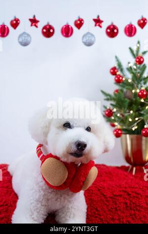 Entzückender weißer Pudelhund, der Weihnachtsdeco trägt, sitzt auf rotem Tuch mit Weihnachtsbaum auf weißem Hintergrund für Weihnachtsfestfest. Stockfoto