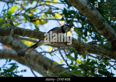 Blue Jay Vogel, der auf einem Zweig eines Baumes ruht. Stockfoto