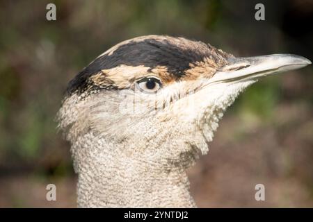 Die Australian Bustard ist einer der größten Vögel Australiens. Es handelt sich um einen hauptsächlich grau-braunen Vogel, gesprenkelt mit dunklen Markierungen, mit einem blassen Hals und schwarzem cr Stockfoto