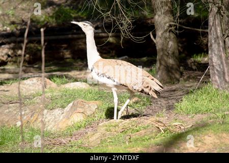 Die Australian Bustard ist einer der größten Vögel Australiens. Es handelt sich um einen hauptsächlich grau-braunen Vogel, gesprenkelt mit dunklen Markierungen, mit einem blassen Hals und schwarzem cr Stockfoto