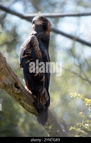 Der schwarze Bussard ist recht groß mit breiten, abgerundeten Flügeln und einem kurzen Hals und Schwanz Stockfoto