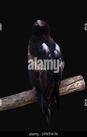 Der schwarze Bussard ist recht groß mit breiten, abgerundeten Flügeln und einem kurzen Hals und Schwanz Stockfoto