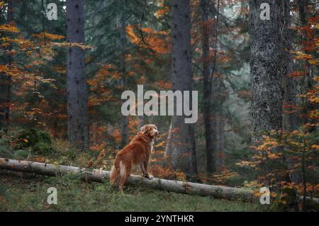 Ein Nova Scotia Duck Tolling Retriever balanciert auf einem gefallenen Baumstamm inmitten eines Waldes mit warmen Herbsttönen. Die Szene zeigt den abenteuerlichen Geist des Hundes Stockfoto
