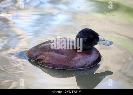 Während der Paarungszeit wird die Rechnung des Mannes hellblau, was der Ente ihren Namen gibt. : Blauschnabel-Enten sind Allesfresser. Stockfoto