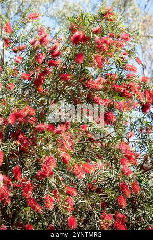 Flaschenbürsten haben einen zylindrischen roten Pinsel wie Blumen, die einem traditionellen Flaschenbürsten ähneln. Stockfoto