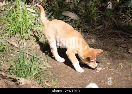 Dingos haben in der Regel einen Ingwermantel und die meisten haben weiße Markierungen an den Füßen, der Schwanzspitze und der Brust. Stockfoto