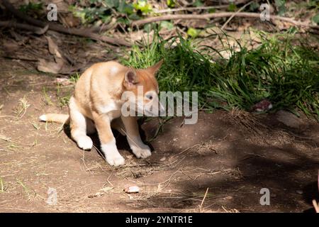 Dingos haben in der Regel einen Ingwermantel und die meisten haben weiße Markierungen an den Füßen, der Schwanzspitze und der Brust. Stockfoto